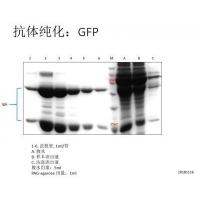 蛋白AG抗体纯化试剂盒 Protein AG Antibody Purification Kit