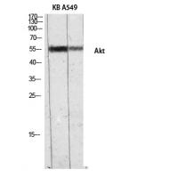 Akt Polyclonal Antibody