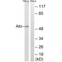 Akt Polyclonal Antibody