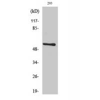 Akt Polyclonal Antibody