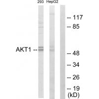 Akt1 Polyclonal Antibody