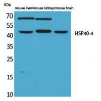 HSP40-4 Polyclonal Antibody