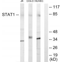 Stat1 Polyclonal Antibody