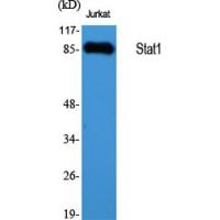 Stat1 Polyclonal Antibody