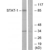 Stat1 Polyclonal Antibody