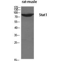 Stat1 Polyclonal Antibody