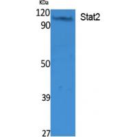 Stat2 Polyclonal Antibody