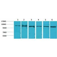 Stat2 Polyclonal Antibody