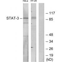 Stat3 Polyclonal Antibody