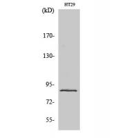 Stat3 Polyclonal Antibody