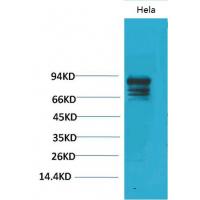 Stat3 Polyclonal Antibody