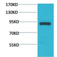 Stat4 Polyclonal Antibody