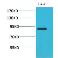 Stat4 Polyclonal Antibody