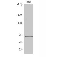 Stat5 Polyclonal Antibody