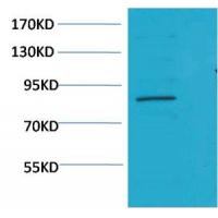 Stat5a Polyclonal Antibody