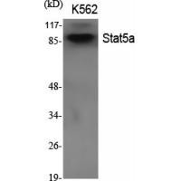 Stat5a Polyclonal Antibody