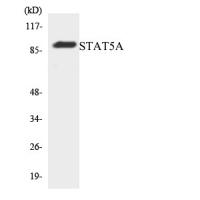 Stat5a Polyclonal Antibody