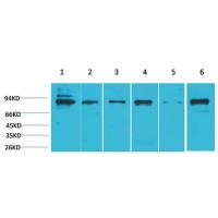 Stat5b Polyclonal Antibody