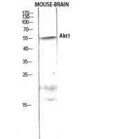 Akt1 Polyclonal Antibody