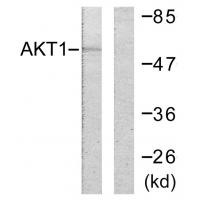 Akt1 Polyclonal Antibody