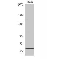 Akt1 Polyclonal Antibody