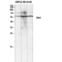 Akt1 Polyclonal Antibody