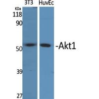 Akt1 Polyclonal Antibody