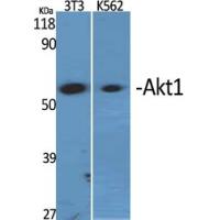 Akt1 Polyclonal Antibody