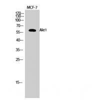 Akt1 Polyclonal Antibody