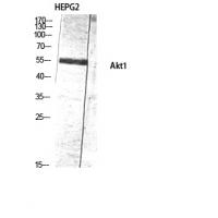 Akt1 Polyclonal Antibody