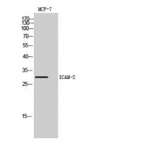 ICAM-2 Polyclonal Antibody