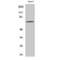 Syk Polyclonal Antibody