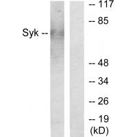 Syk Polyclonal Antibody