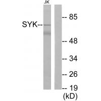 Syk Polyclonal Antibody