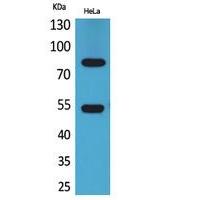 IFN-γRα Polyclonal Antibody