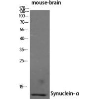 Synuclein-α Polyclonal Antibody