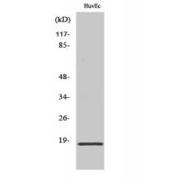 Synuclein-α Polyclonal Antibody