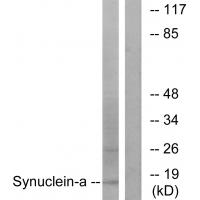 Synuclein-α Polyclonal Antibody