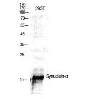 Synuclein-α Polyclonal Antibody