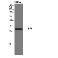 IGFBP1 Polyclonal Antibody