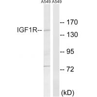 IGF-IR Polyclonal Antibody