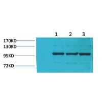 IGFN1 Polyclonal Antibody