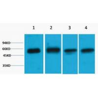 Akt3 Polyclonal Antibody