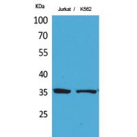 Ref-1 Polyclonal Antibody