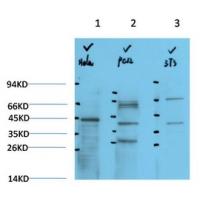 IkB α Rabbit Polyclonal Antibody