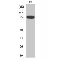 IKKβ Polyclonal Antibody