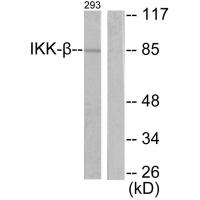 IKKβ Polyclonal Antibody