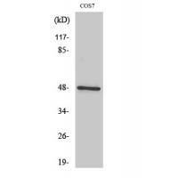 IKKγ Polyclonal Antibody