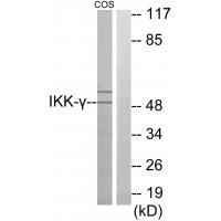 IKKγ Polyclonal Antibody