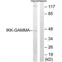 IKKγ Polyclonal Antibody